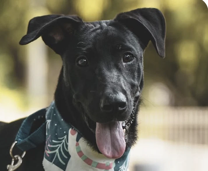 Roscoe