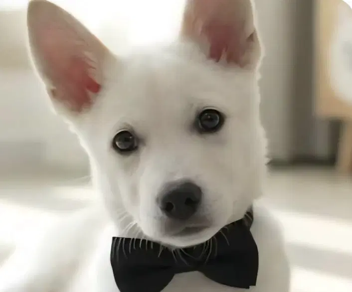 Toby - Jindo (Korean)