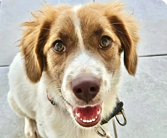 Cooper