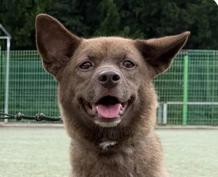 Chobi - Jindo (Korean)