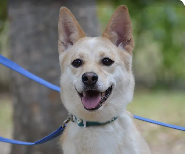 Hwangbi - Jindo (Korean)