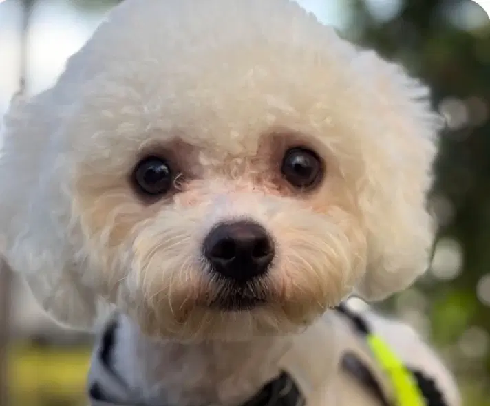 Bibi - Bichon Frise