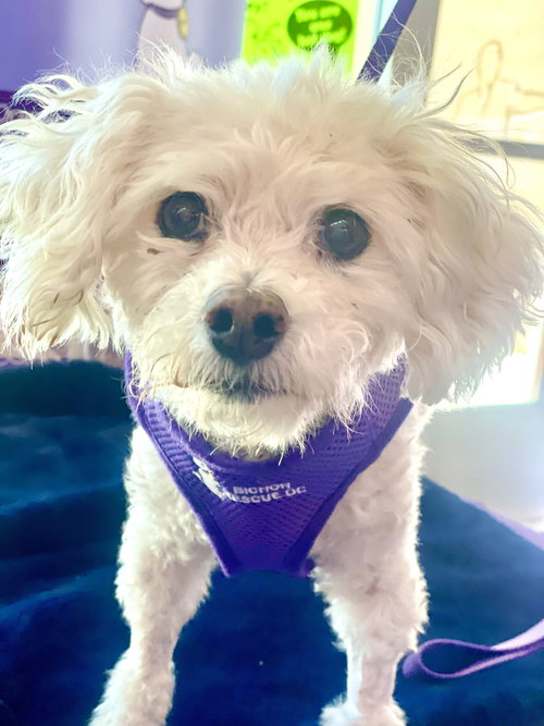 JACQUE #402/436 - Bichon Frise / Poodle (Miniature) available for adoption
