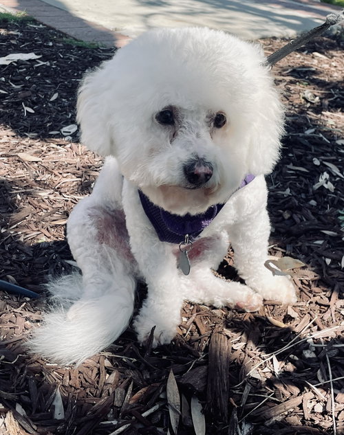 LOUIS #428 - Bichon Frise available for adoption