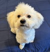 Milo #463 - Photo 1