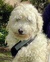 Snoopy #469 - Photo 1