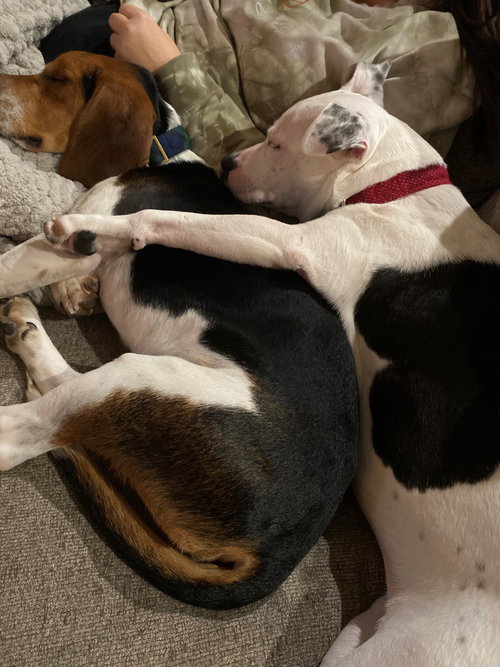 NIKITA - Terrier available for adoption