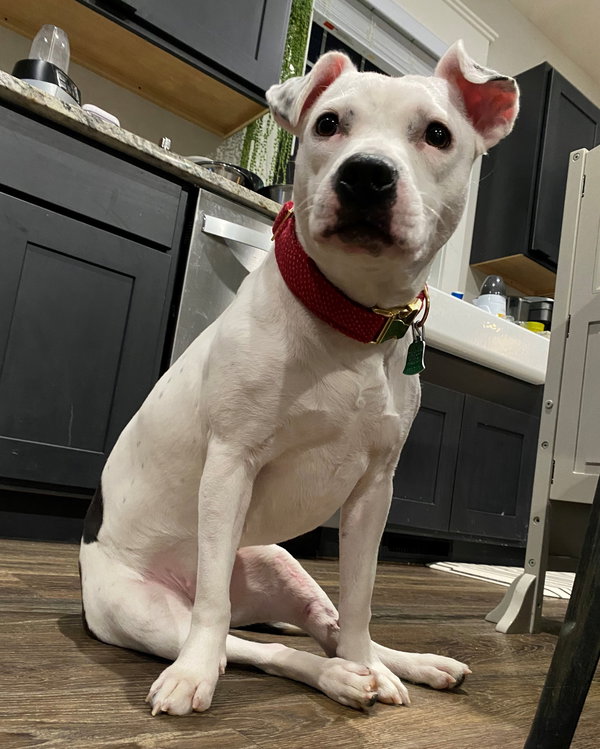 Nikita