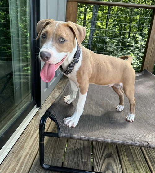 MCCOY - Unknown available for adoption