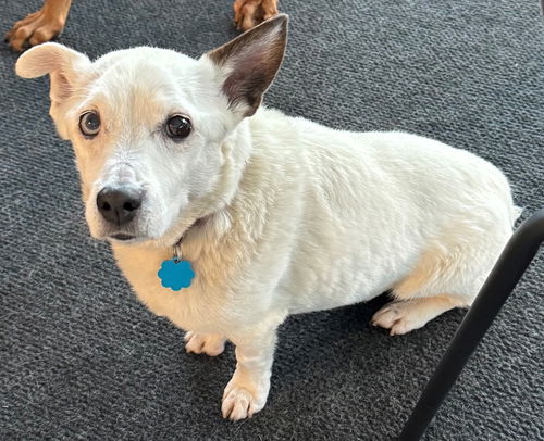 picture of the dog needing adoption