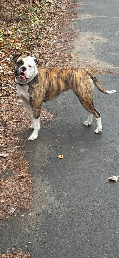 AMEGA COURTESY POST - American Bulldog available for adoption