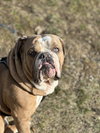 Bruiser - Photo 1