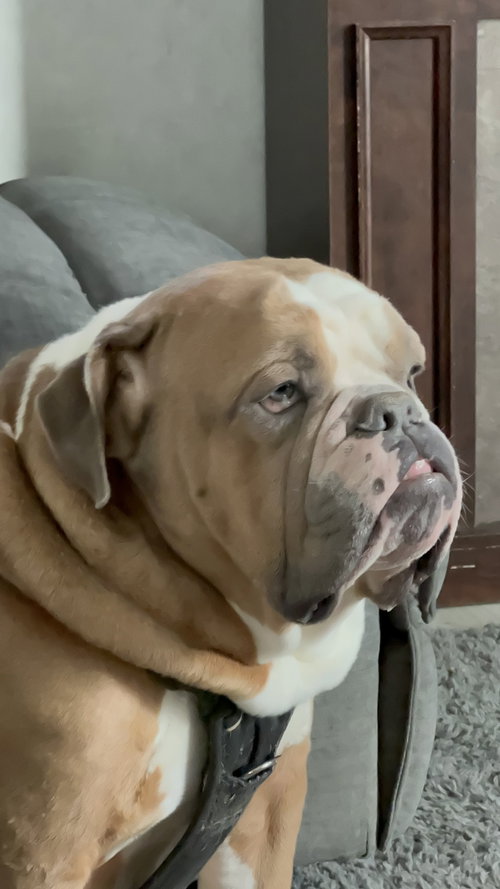 BRUISER - American Bulldog available for adoption