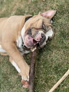 Bruiser - Photo 3
