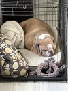 Bruiser - Photo 4