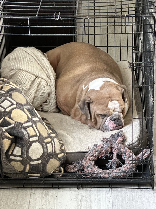Bruiser