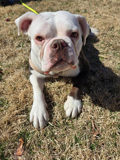 SPAGHETTI - American Bulldog / English Bulldog available for adoption