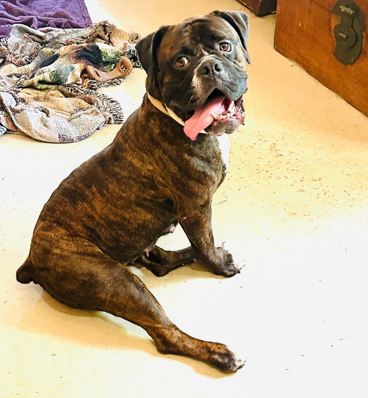 Sheeba
