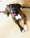 Sheeba - Photo 2