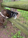 Sheeba - Photo 4