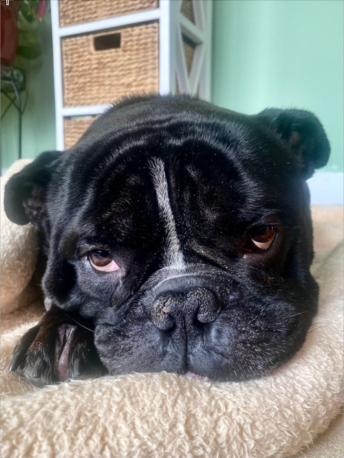 picture of the dog needing adoption