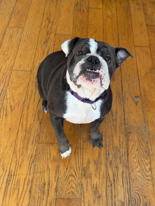 picture of the dog needing adoption
