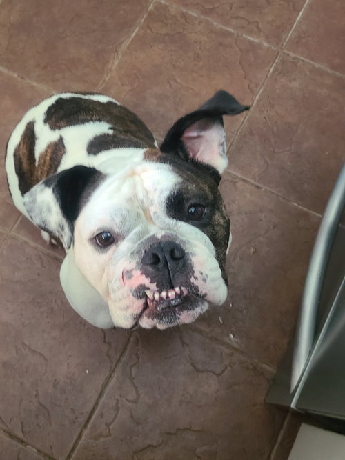 picture of the dog needing adoption