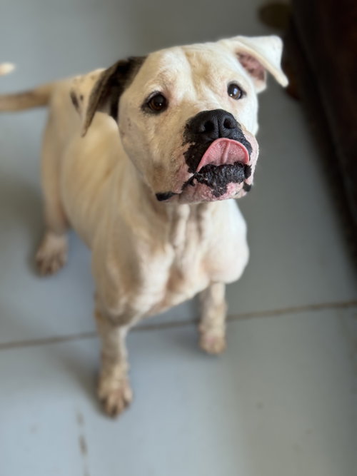 picture of the dog needing adoption