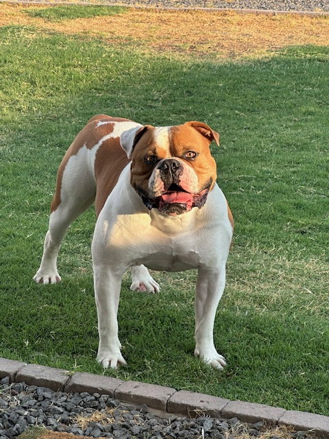 picture of the dog needing adoption