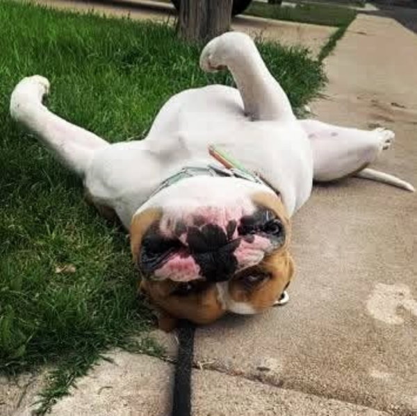 Rocko