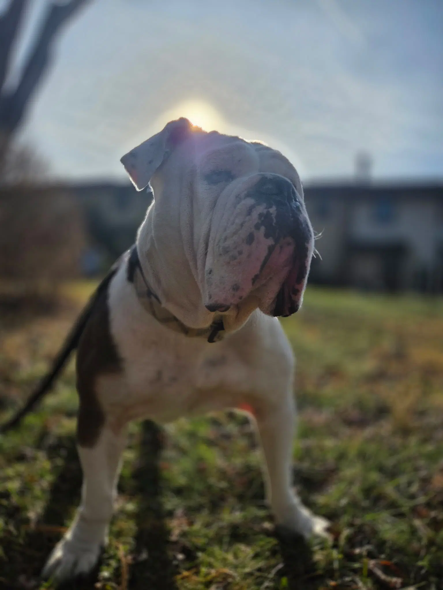 Aleeya - American Bulldog