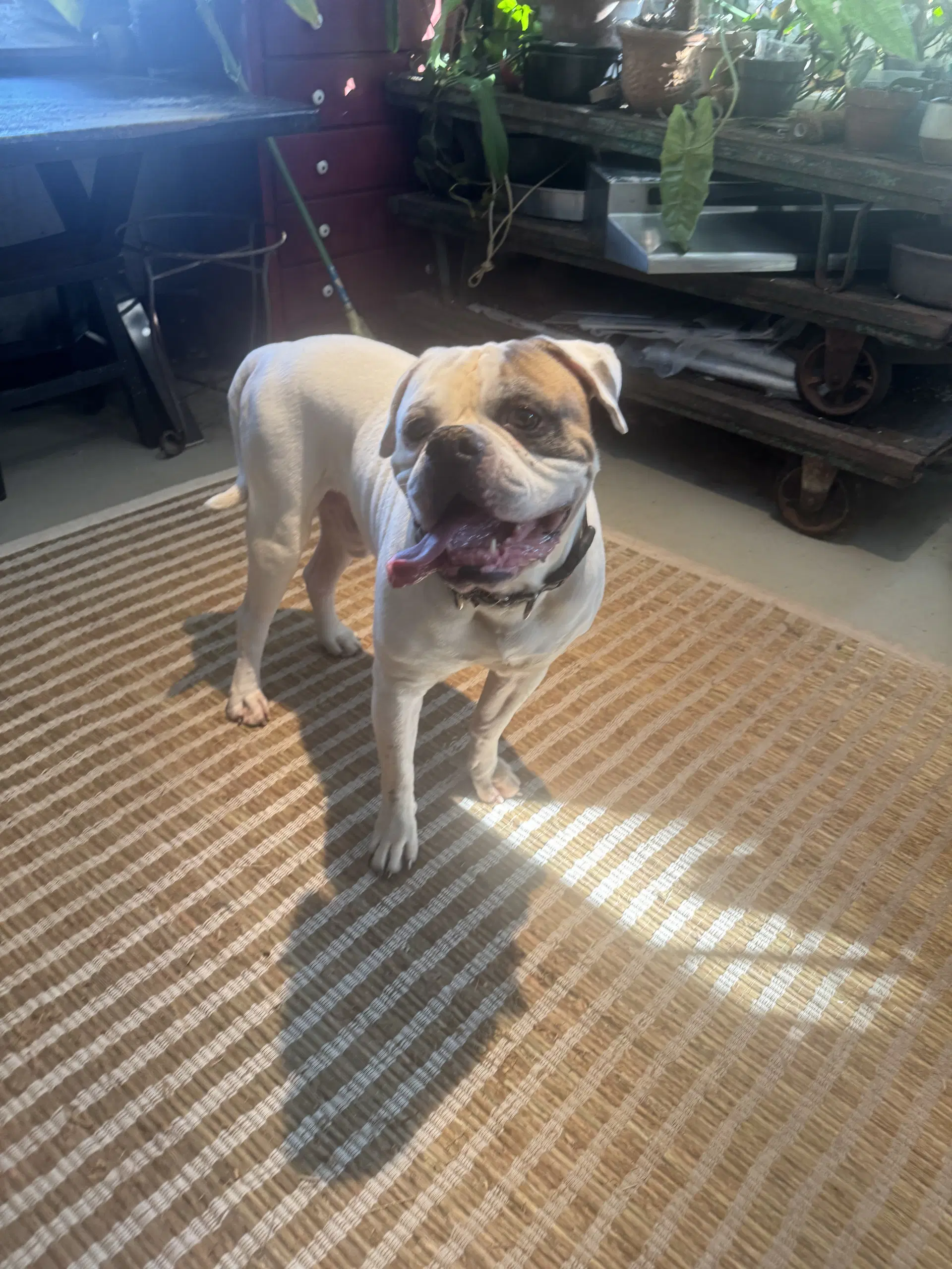 Cotton - American Bulldog