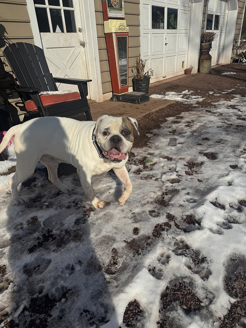 COTTON - American Bulldog available for adoption