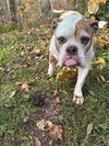 Babette - Photo 2