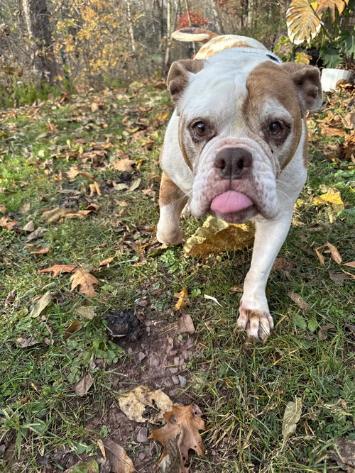 BABETTE - American Bulldog available for adoption