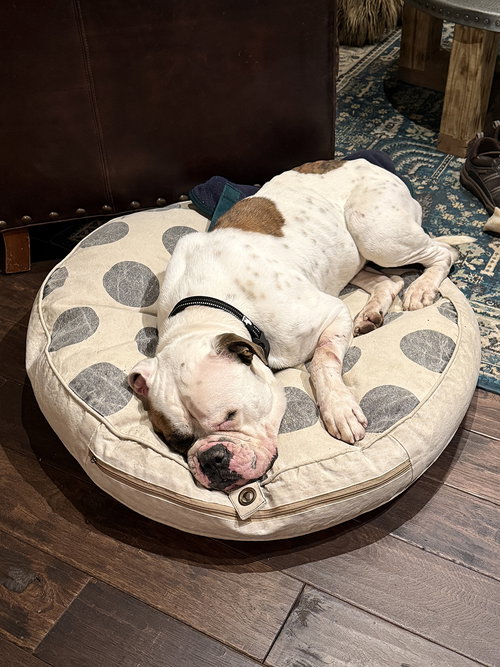 picture of the dog needing adoption
