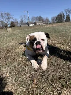 Story - American Bulldog