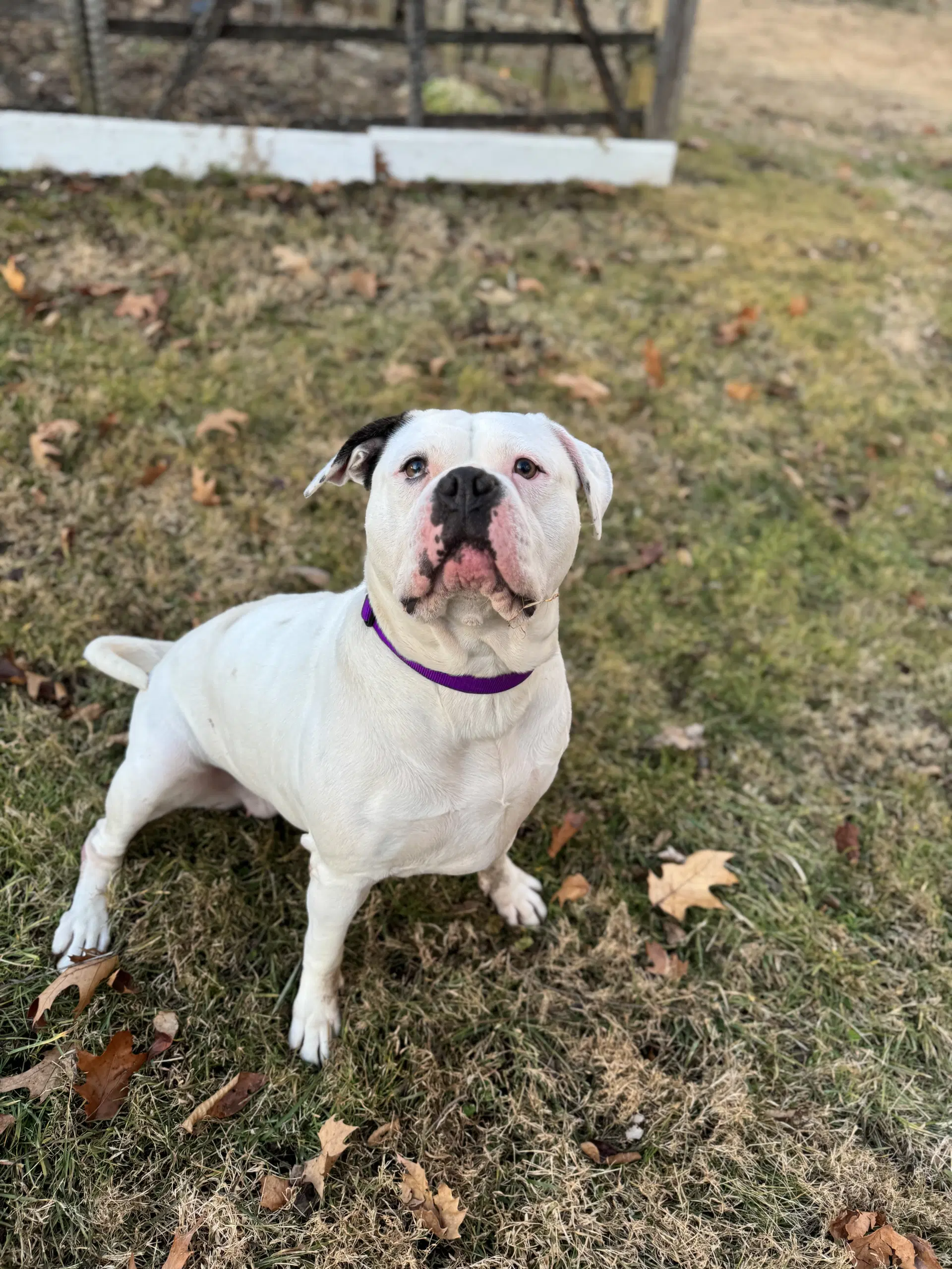 Claudia - American Bulldog