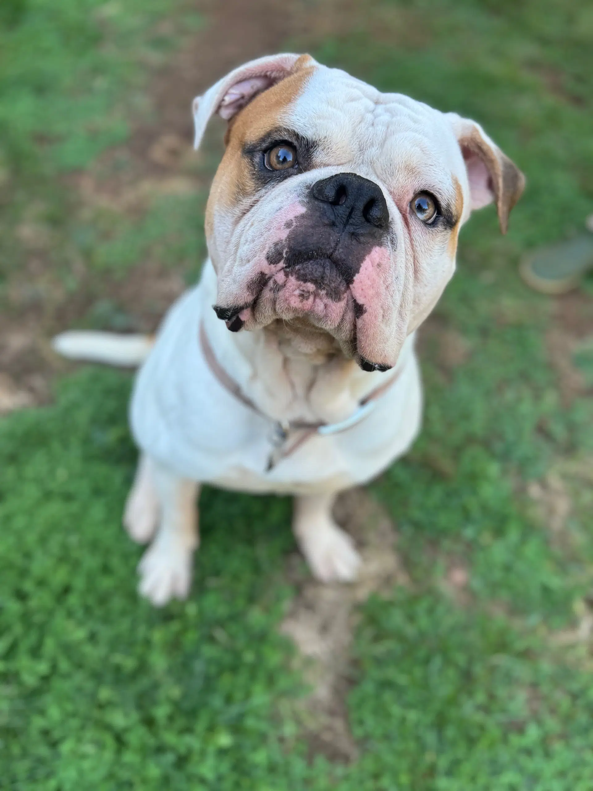 Ferdinand - American Bulldog