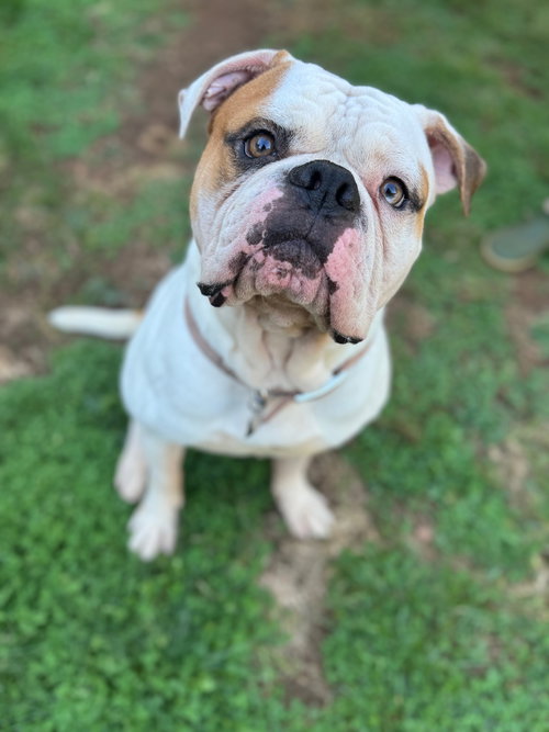 picture of the dog needing adoption