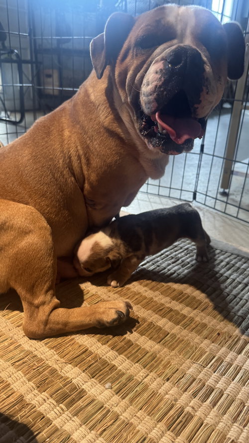 picture of the dog needing adoption