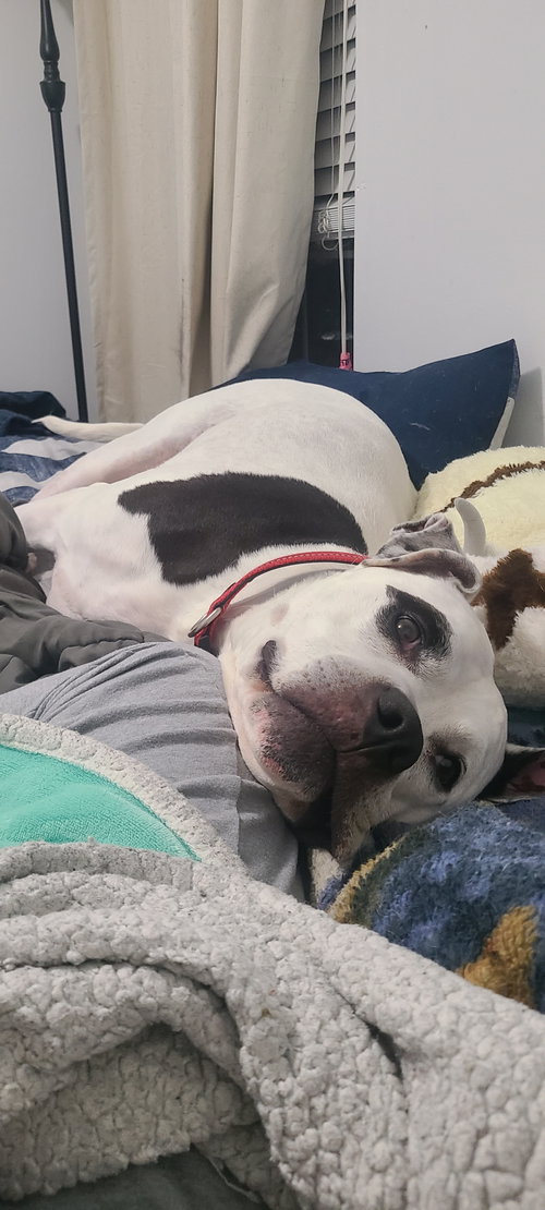 picture of the dog needing adoption