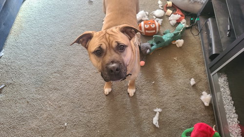 picture of the dog needing adoption