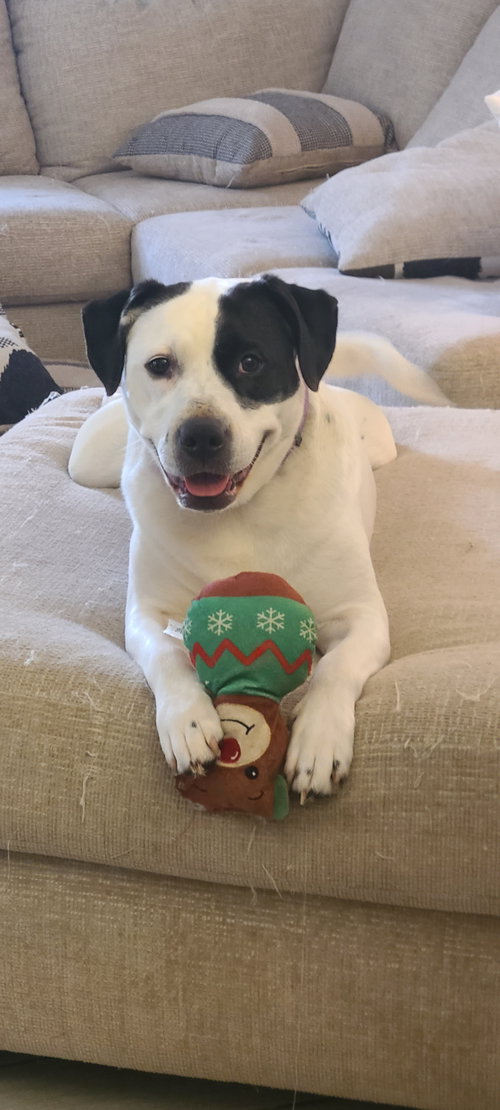picture of the dog needing adoption
