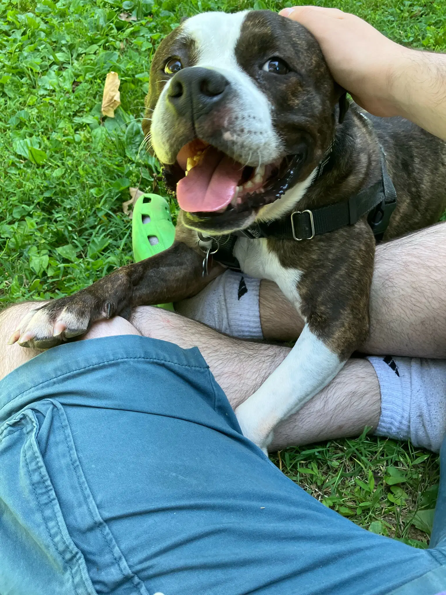 Nala image 2