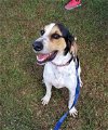 adoptable Dog in thomasville, NC named Cletus