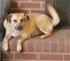 adoptable Dog in thomasville, NC named Zora