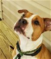 adoptable Dog in thomasville, NC named Brandy