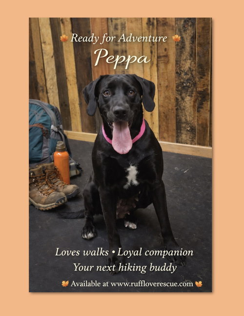 picture of the dog needing adoption