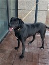 adoptable Dog in thomasville, NC named Peppa